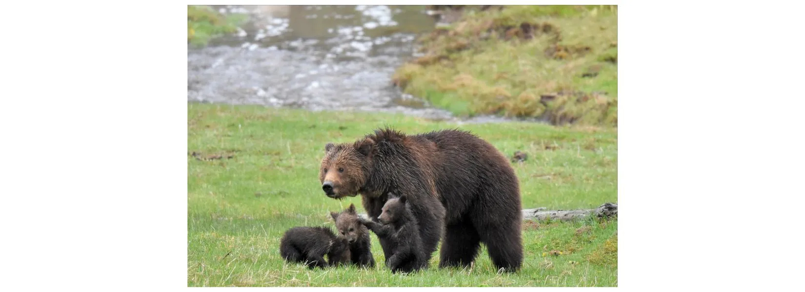 Spring wildlife viewing in Yellowstone National Park with elk and bears emerging during May weather conditions